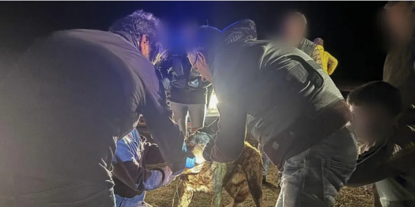遛弯女子遭多只牧羊犬攻击身亡，西班牙犬主被判入狱并赔偿25万欧元