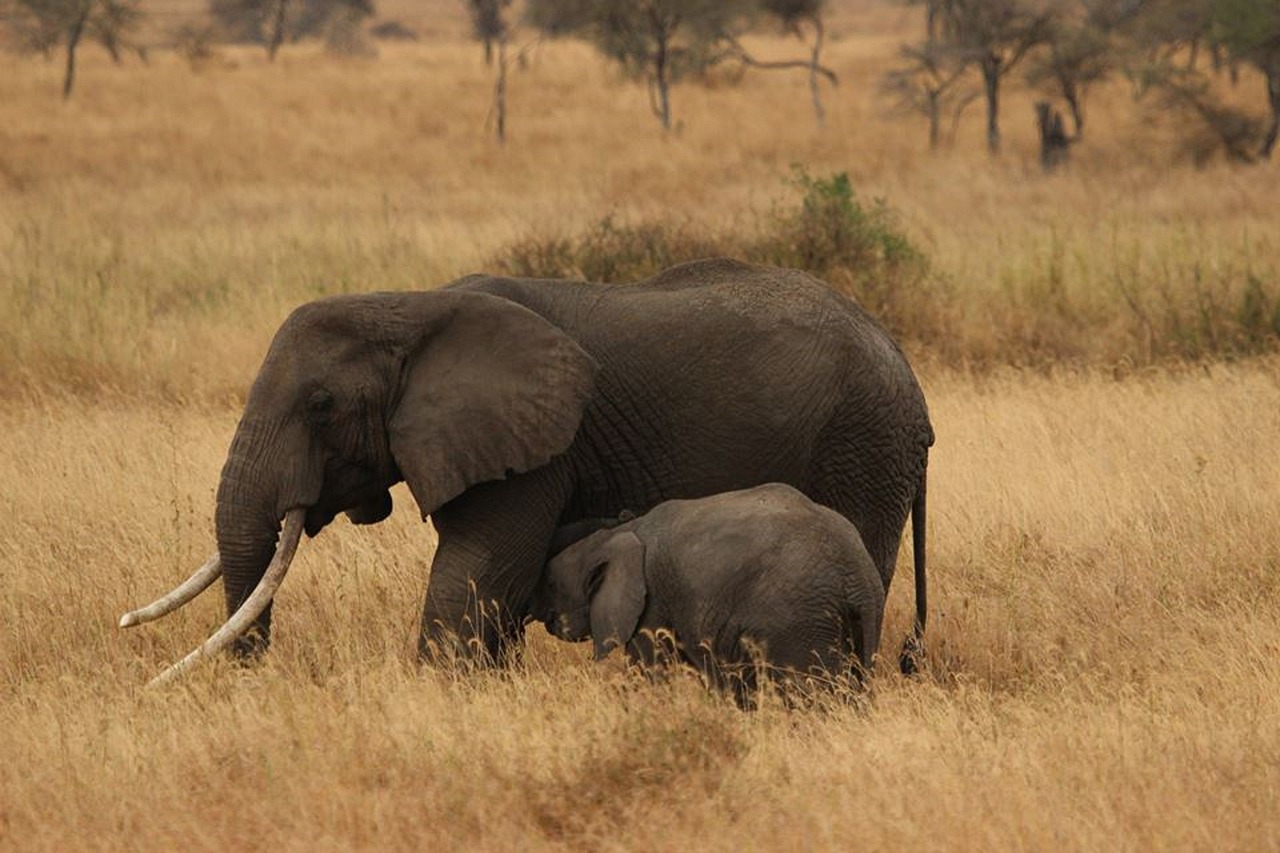 elephant-baby-278523_1280.jpg