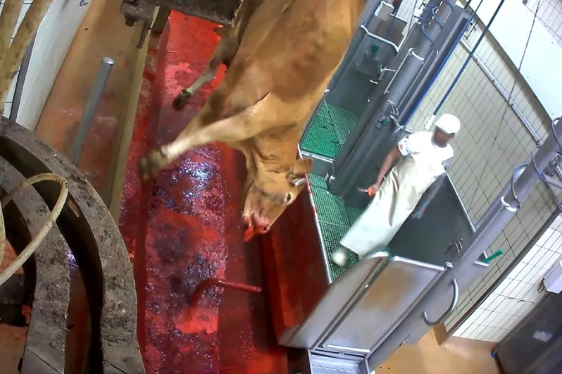 300头牲畜未收款引争议 马德里养殖户索赔13万欧指控诈骗