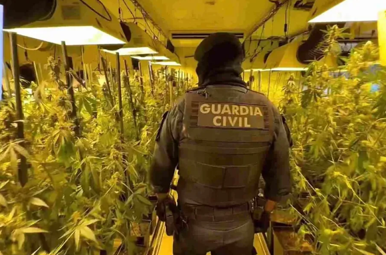 马德里破获大型大麻种植窝点：12人落网，非法用电成犯罪关键线索